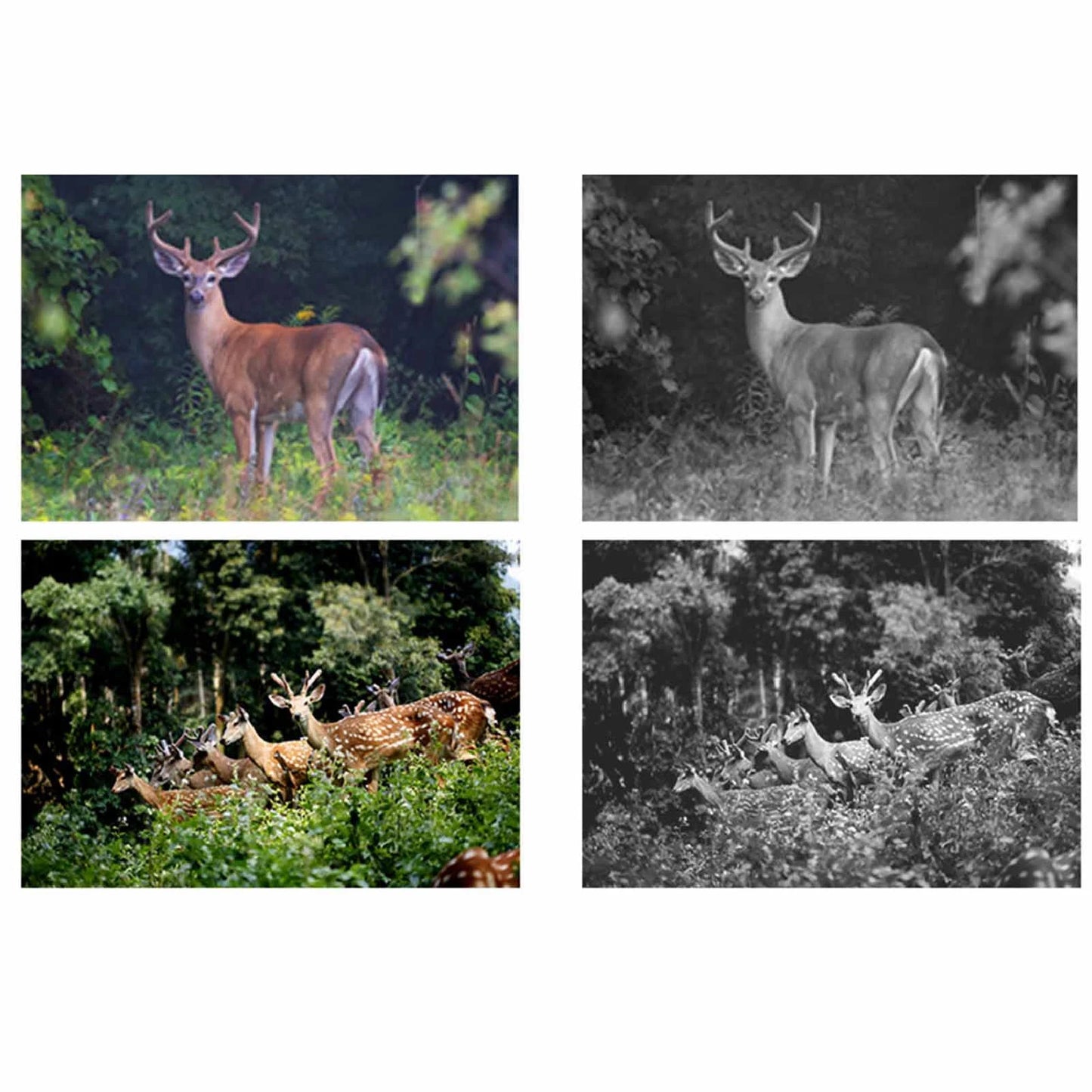 Infrared Night Vision Camera